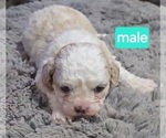 Small #1 Maltipoo (Miniature)