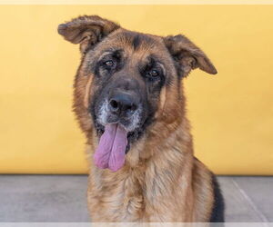 German Shepherd Dog Dogs for adoption in Pasadena, CA, USA