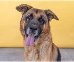 Small German Shepherd Dog