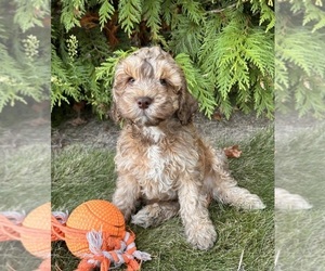 Cockapoo Puppy for sale in MIDDLEBURY, IN, USA