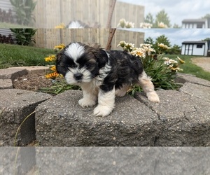 Shih Tzu Puppy for sale in GOSHEN, IN, USA