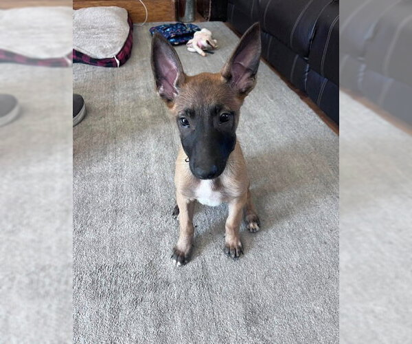 Medium Photo #4 Mutt Puppy For Sale in Imlay City, MI, USA