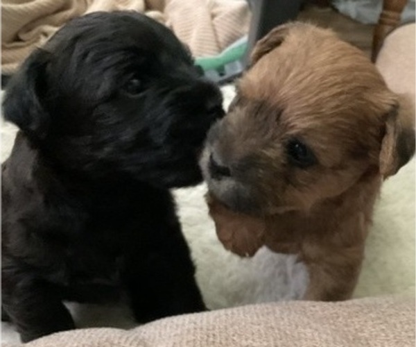 Medium Photo #31 Poocan Puppy For Sale in FAIR OAKS, CA, USA