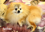 Small Photo #1 Pomeranian Puppy For Sale in WEST SACRAMENTO, CA, USA