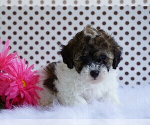Poodle (Toy) Puppy for sale in FREDERICKSBG, OH, USA