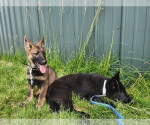 German Shepherd Dog Puppy for sale in CLAYTON, WA, USA
