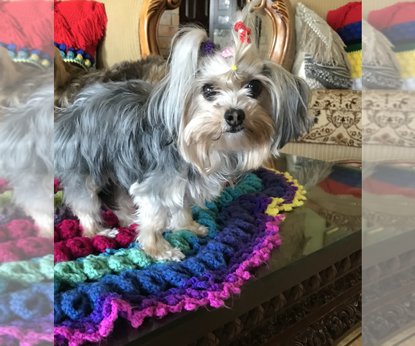 Medium Photo #1 Yorkshire Terrier Puppy For Sale in CEDAR PARK, TX, USA