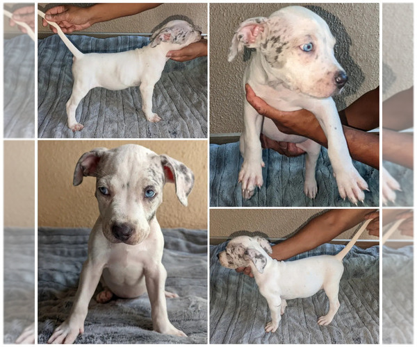 Medium Photo #4 American Bully Puppy For Sale in MILILANI, HI, USA