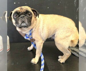 Pug Dogs for adoption in Long Beach, CA, USA
