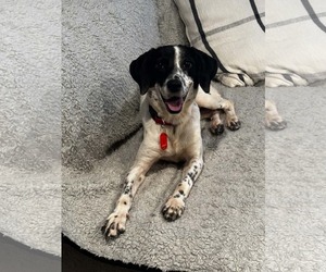 Mutt Dogs for adoption in Westwood, NJ, USA