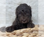 Small Photo #9 Double Doodle Puppy For Sale in PIERSON, FL, USA
