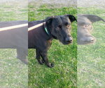 Small #1 Labrador Retriever Mix
