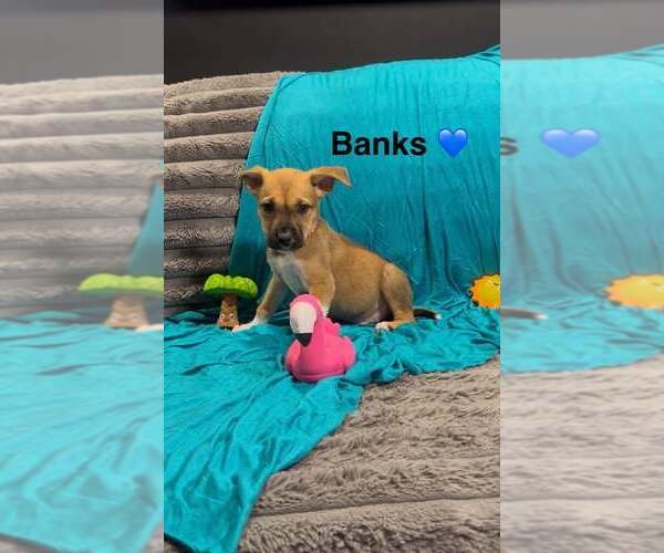 Medium Photo #1 Mutt Puppy For Sale in Turlock, CA, USA