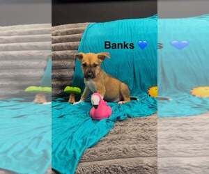 Mutt Dogs for adoption in Turlock, CA, USA