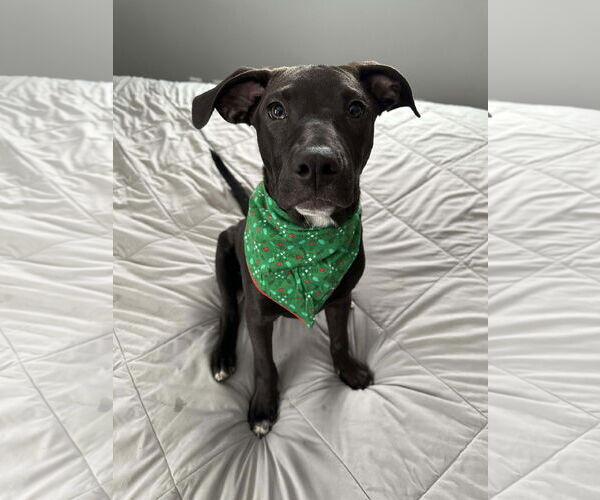 Medium Photo #6 American Pit Bull Terrier-Unknown Mix Puppy For Sale in Minneapolis, MN, USA
