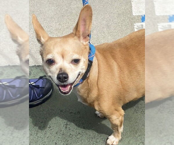 Medium Photo #2 Chihuahua-Unknown Mix Puppy For Sale in Petaluma, CA, USA