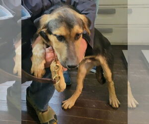 Shepradors Dogs for adoption in Harrison, AR, USA