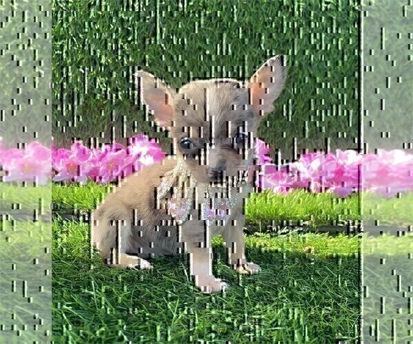 Medium Photo #34 Chihuahua Puppy For Sale in FORT LAUDERDALE, FL, USA