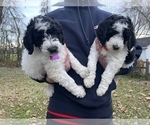 Small Photo #17 Goldendoodle Puppy For Sale in LOTHIAN, MD, USA