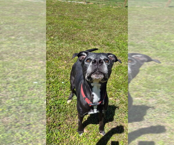Medium Photo #1 Mutt Puppy For Sale in Brewster, NY, USA