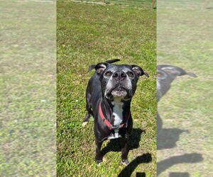 Mutt Dogs for adoption in Brewster, NY, USA