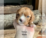 Puppy Tokyo Cavalier King Charles Spaniel