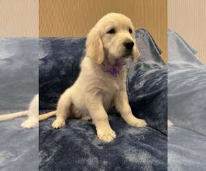English Cream Golden Retriever Puppy for sale in ODESSA, FL, USA