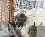 Small Photo #2 Labrador Retriever-Unknown Mix Puppy For Sale in SHERBURNE, NY, USA