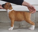 Small Photo #1 Boxer Puppy For Sale in NAPPANEE, IN, USA
