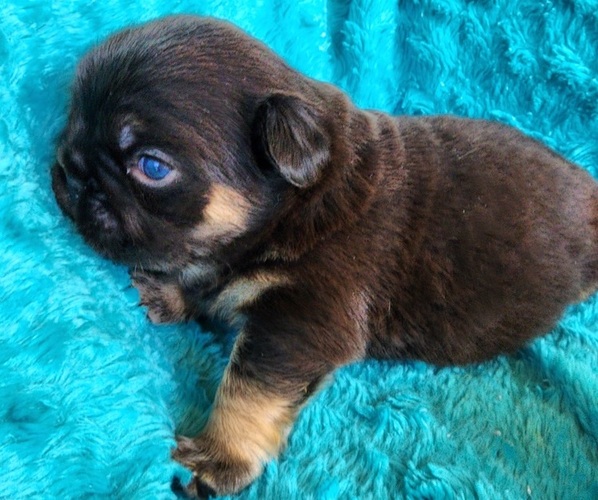 Medium Photo #2 French Bulldog Puppy For Sale in LAS VEGAS, NV, USA