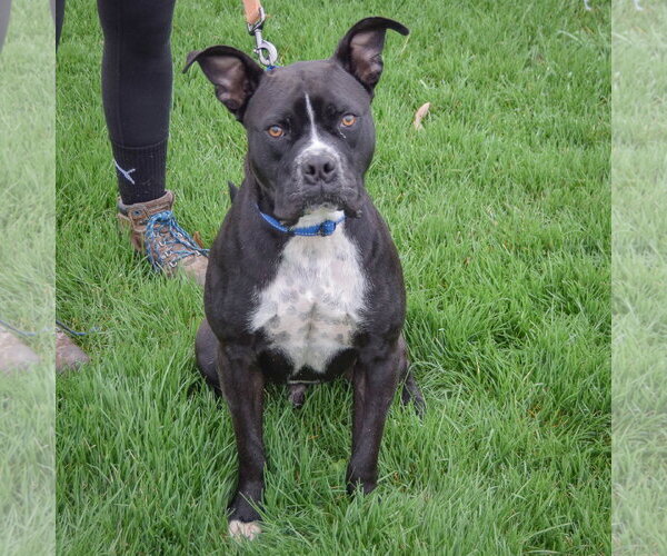 Medium Photo #4 Bulloxer Puppy For Sale in Huntley, IL, USA