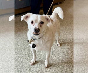 Chihuahua-Unknown Mix Dogs for adoption in St. Louis Park, MN, USA