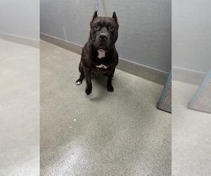 Mutt Dogs for adoption in Las Vegas, NV, USA