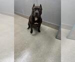 Small Mutt