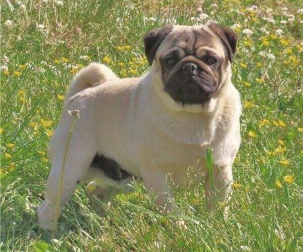 Medium Photo #1 Pug Puppy For Sale in ORRVILLE, OH, USA
