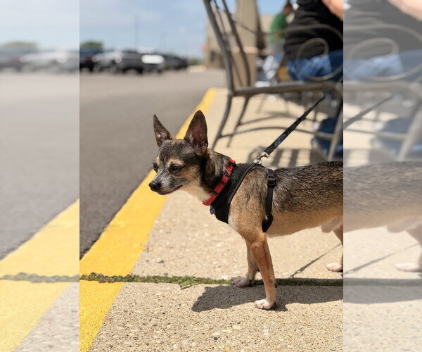Medium Photo #7 Chihuahua Puppy For Sale in Mundelein, IL, USA