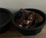 Small Photo #2 Chihuahua Puppy For Sale in ARANSAS PASS, TX, USA