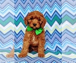 Small Photo #2 Cavapoo Puppy For Sale in NOTTINGHAM, PA, USA