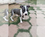 Small #1 American Pit Bull Terrier Mix