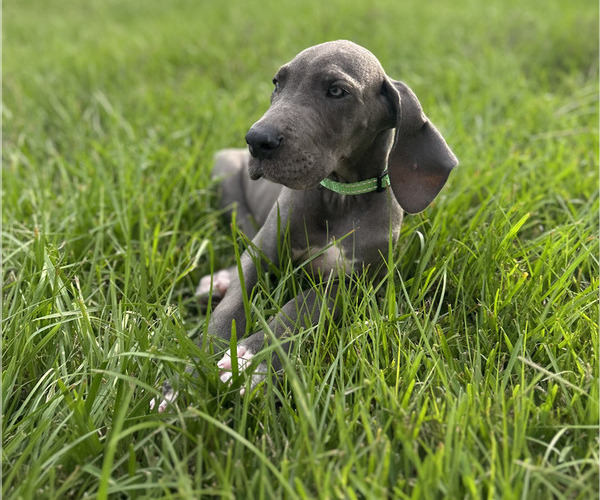 Medium Photo #10 Great Dane Puppy For Sale in HAMMOND, LA, USA