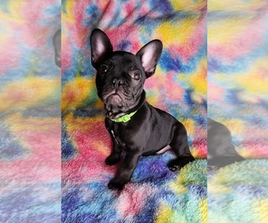 French Bulldog Puppy for sale in SALEM, OR, USA