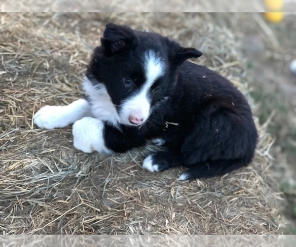 Medium Photo #2 Border Collie Puppy For Sale in MERCED, CA, USA