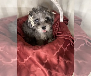Cavapoo Puppy for sale in KLEIN, TX, USA