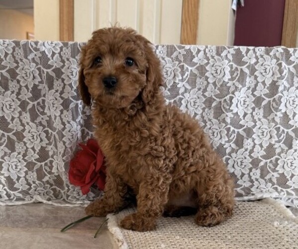 Medium Photo #3 Cavapoo (Miniature) Puppy For Sale in THORP, WI, USA