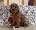 Small #2 Cavapoo (Miniature)