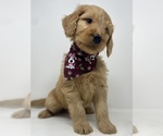 Small Photo #2 Double Doodle Puppy For Sale in PHILADELPHIA, PA, USA