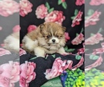 Small Photo #6 Pomeranian Puppy For Sale in PEACH BOTTOM, PA, USA