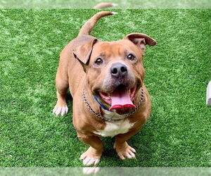 Bulldog-Unknown Mix Dogs for adoption in Moreno Valley, CA, USA