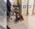 Small #1 Labrador Retriever Mix