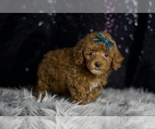 Medium Photo #87 Poodle (Toy) Puppy For Sale in WARSAW, IN, USA